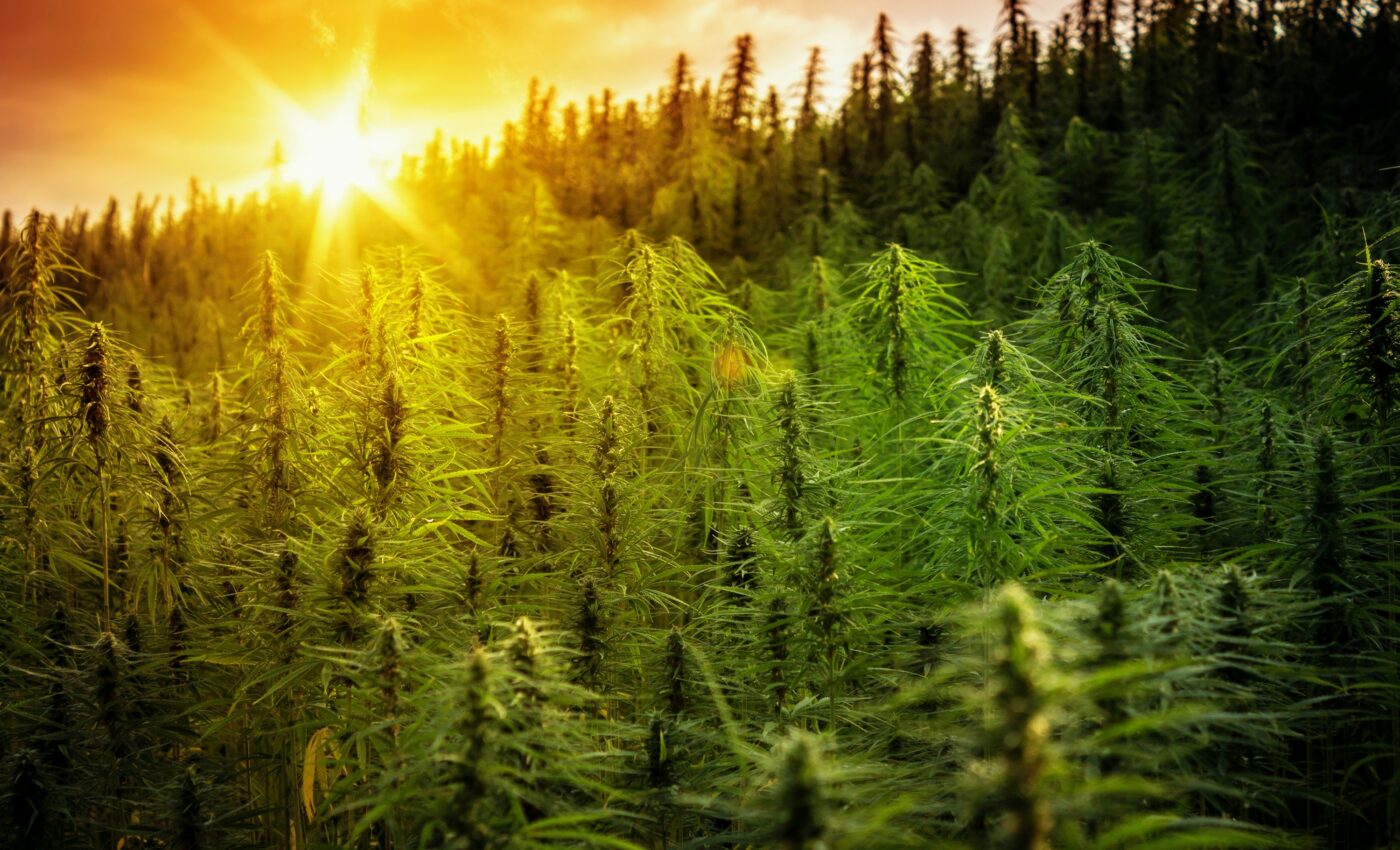 Patients with chronic pain are turning to cannabis for relief