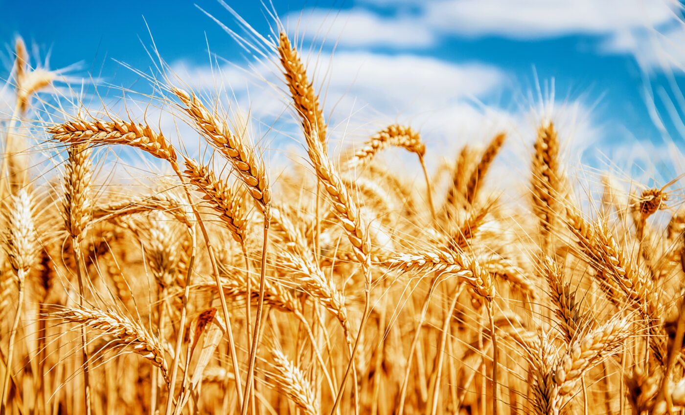 Wheat with exotic DNA is much more heat tolerant