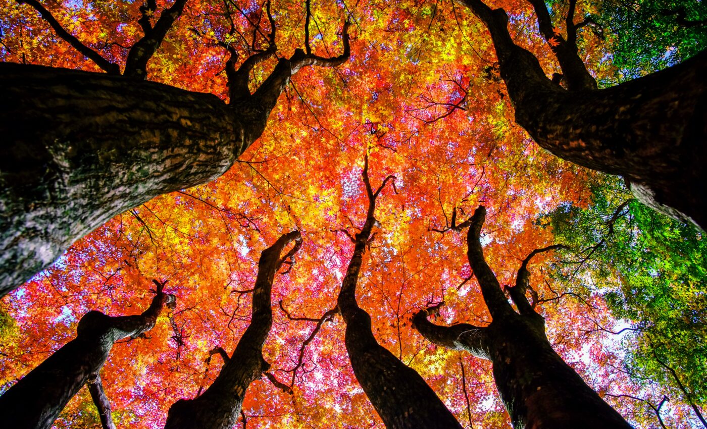 Why do some leaves live longer than others?