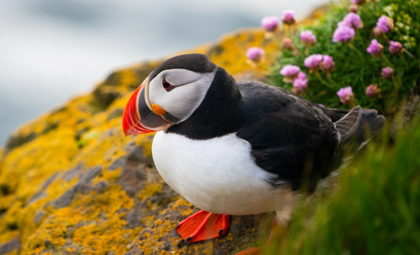 Just one degree of warming can change a species