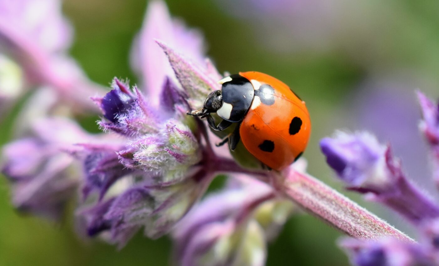 Protected areas are failing to safeguard biodiversity