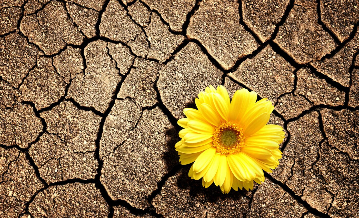 Can plants adapt to rapid warming and drought?