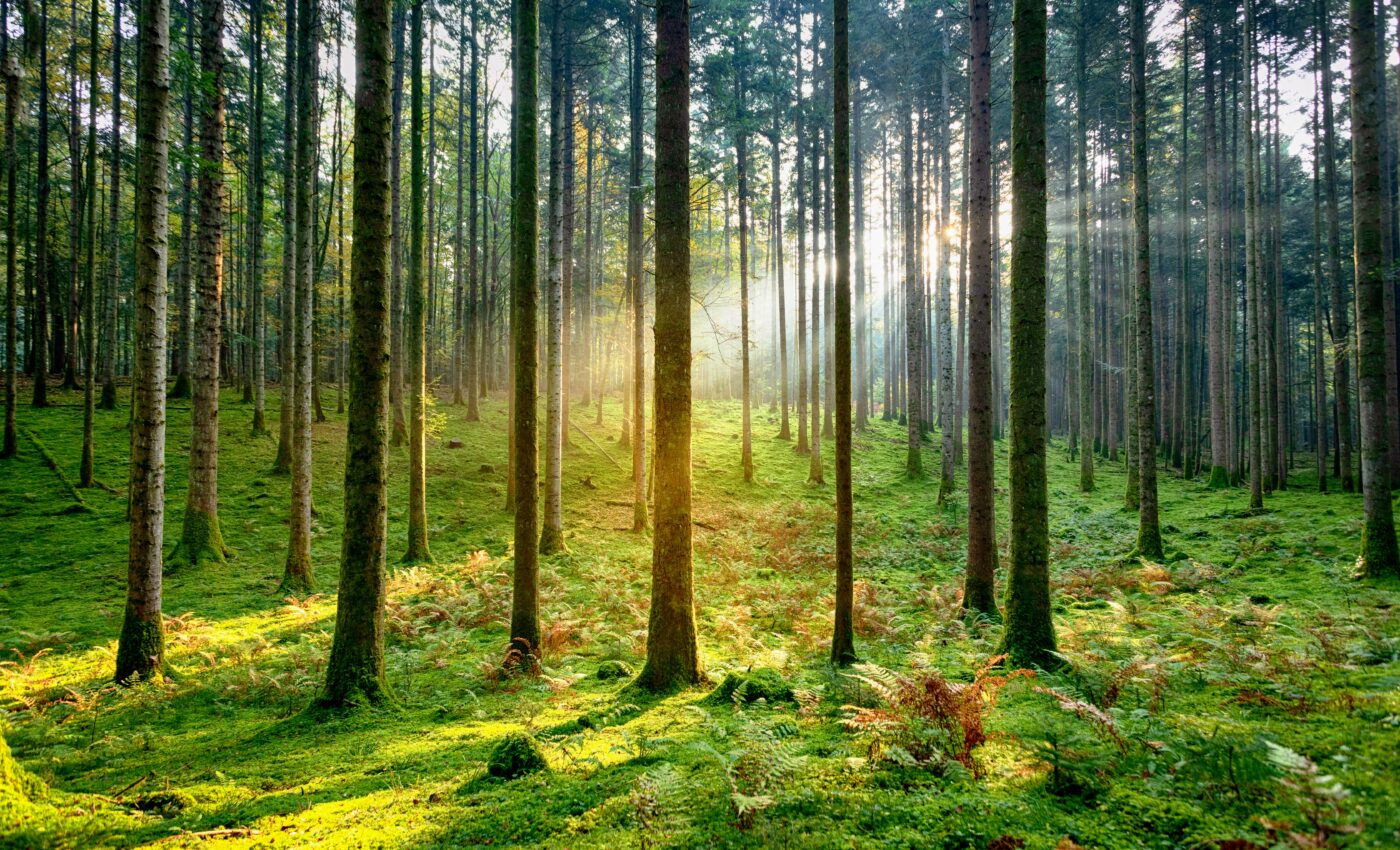 Forest inventory will be greatly reduced by climate change