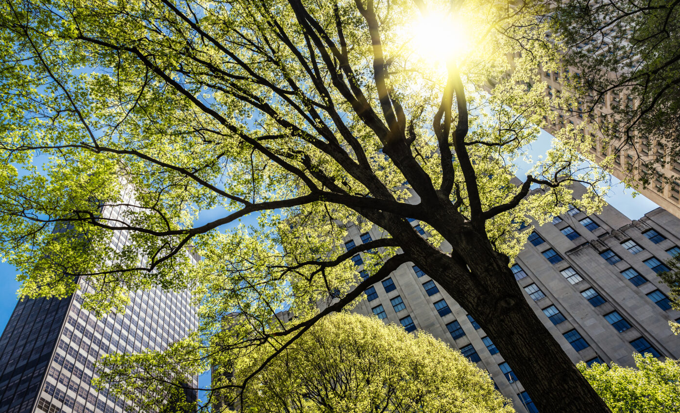 Increased tree cover could prevent heat-related deaths in cities