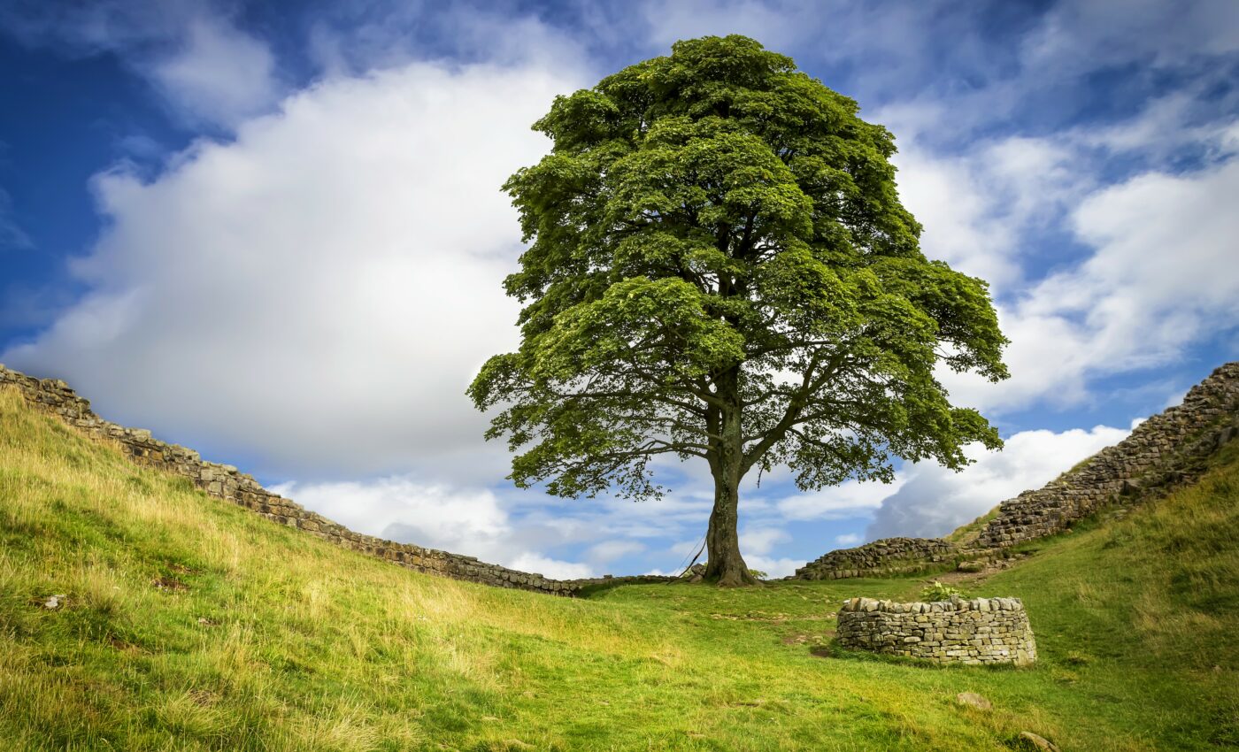 Trees respond to rising CO2 levels by conserving water