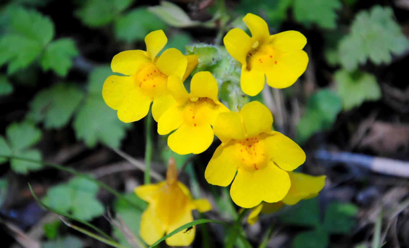 Monkeyflowers prove that evolution is unpredictable