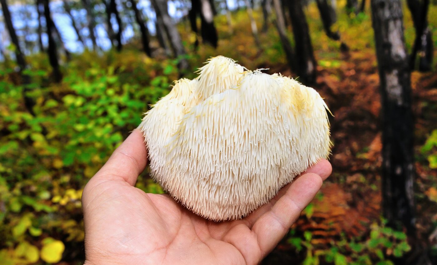 Edible mushrooms boost nerve growth and enhance memory