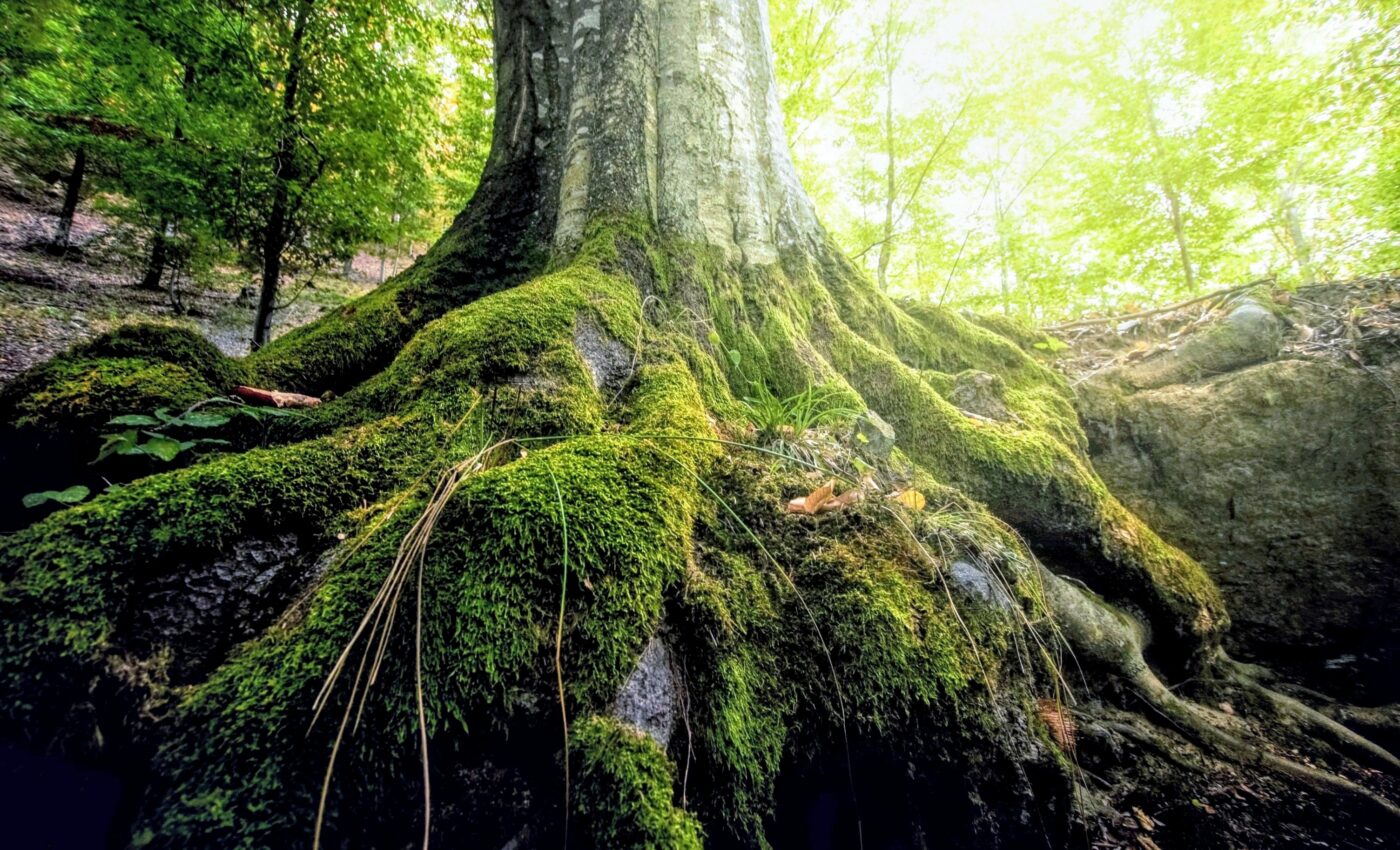 Can trees “talk” through fungal networks?