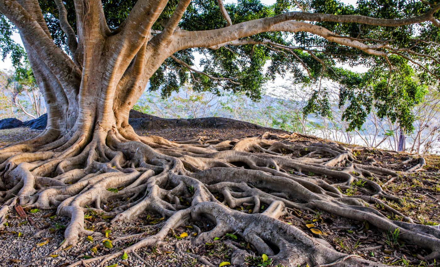 Decaying tree roots may have caused mass extinctions