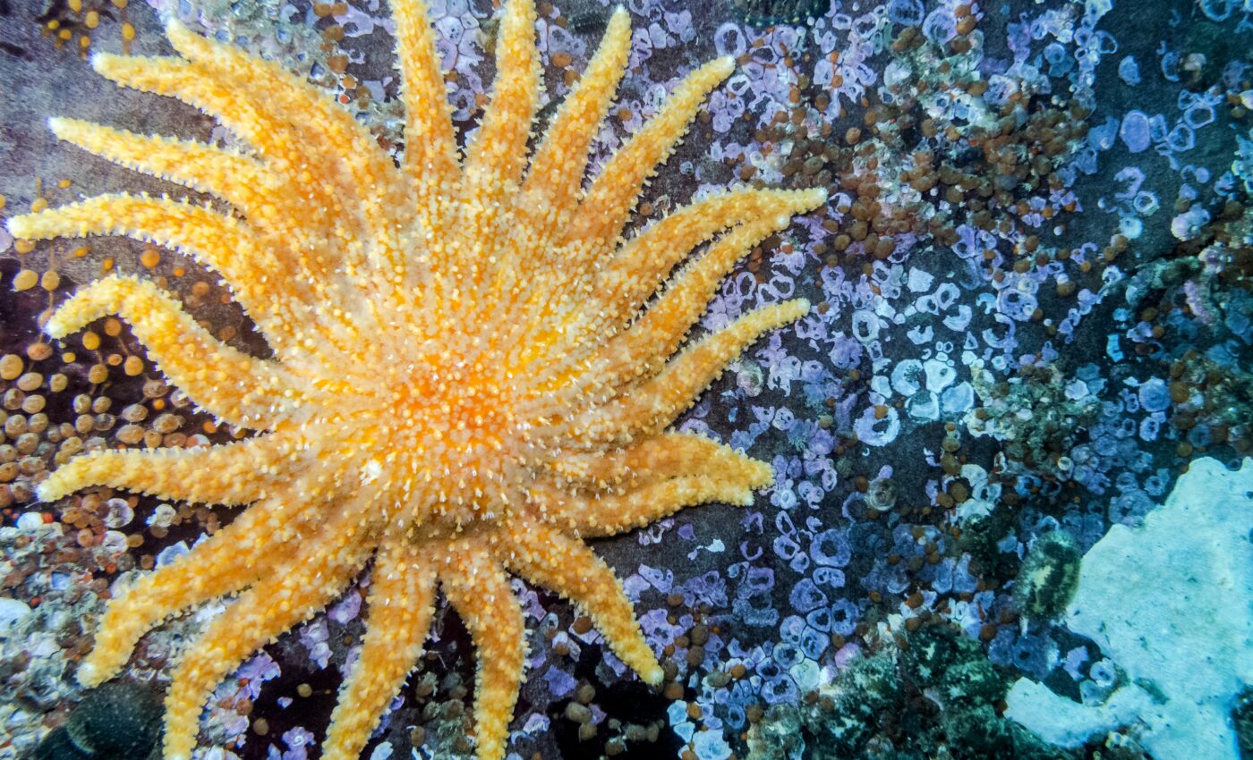 Sunflower sea stars could help save kelp forests