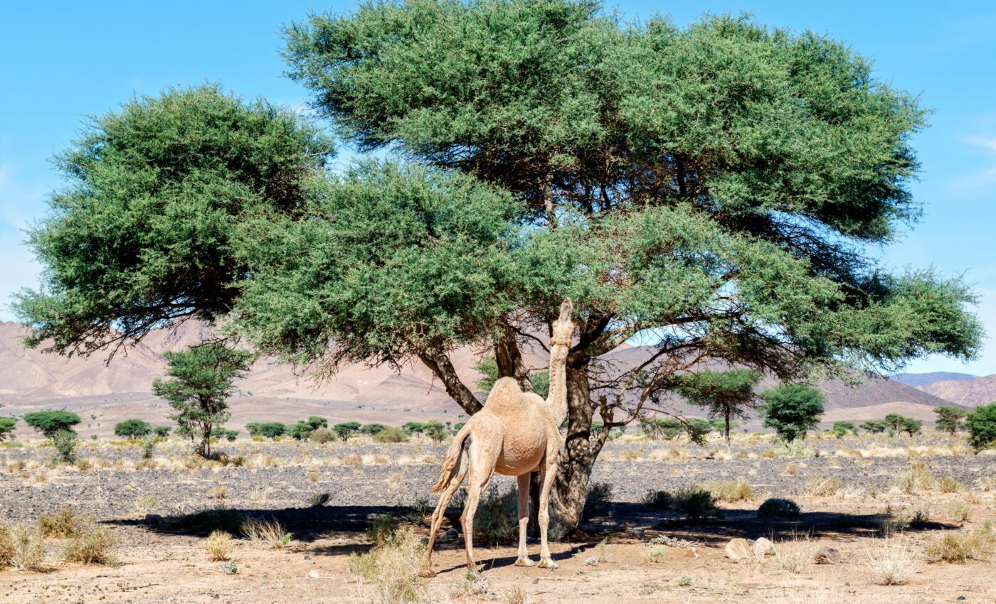 Details of 10 billion trees help monitor carbon stocks