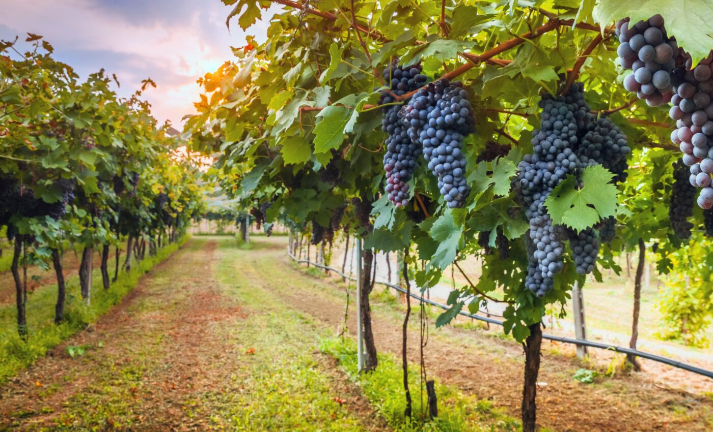 Grapevines first domesticated in Israel 11,000 years ago