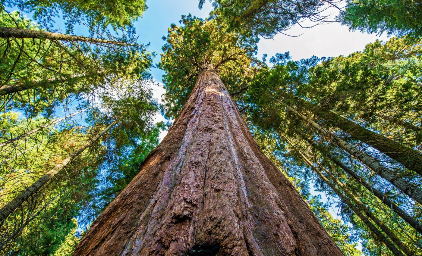 What drives a spiritual connection with giant trees?