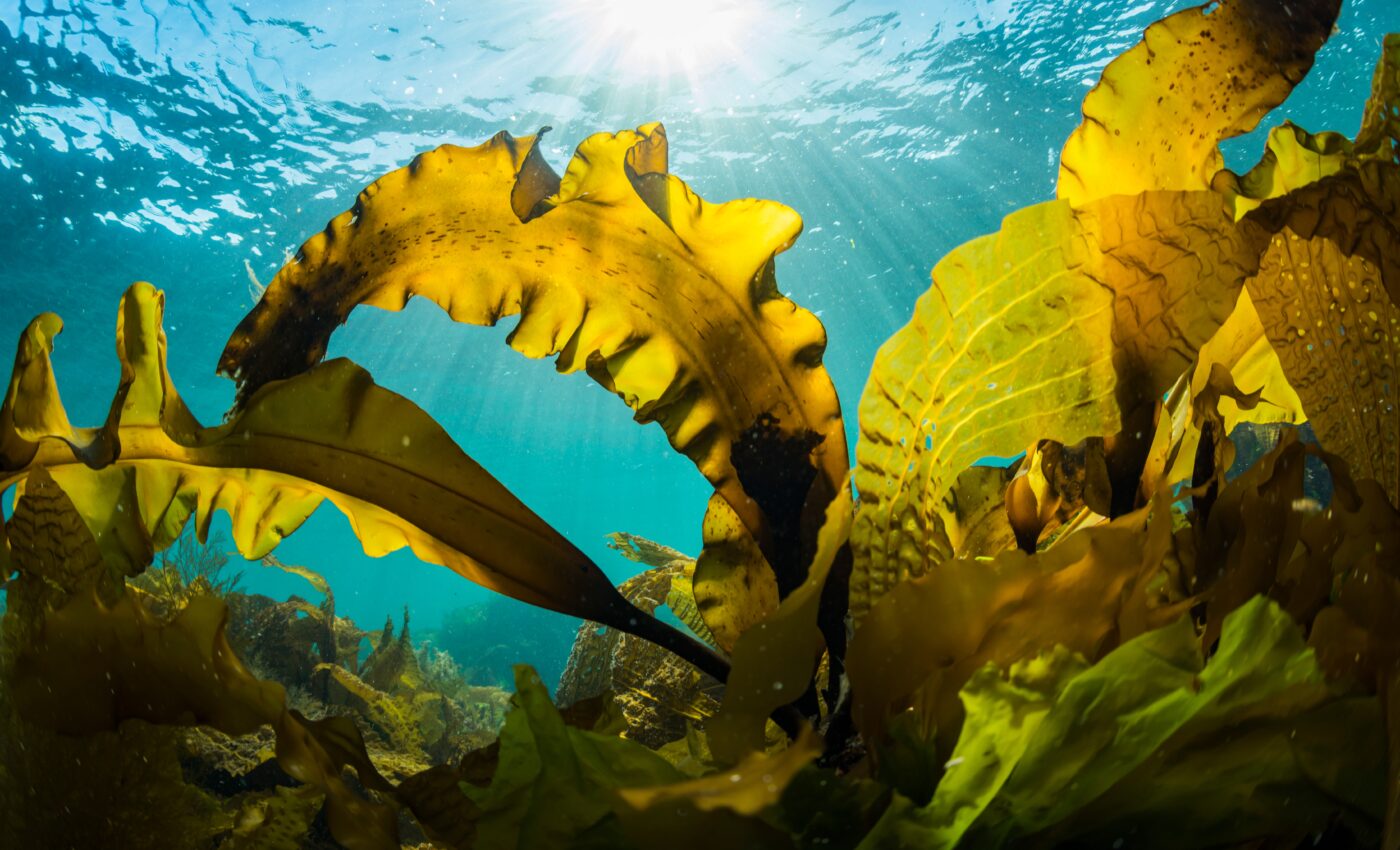 Kelp farms could help clean up coastal nitrogen pollution