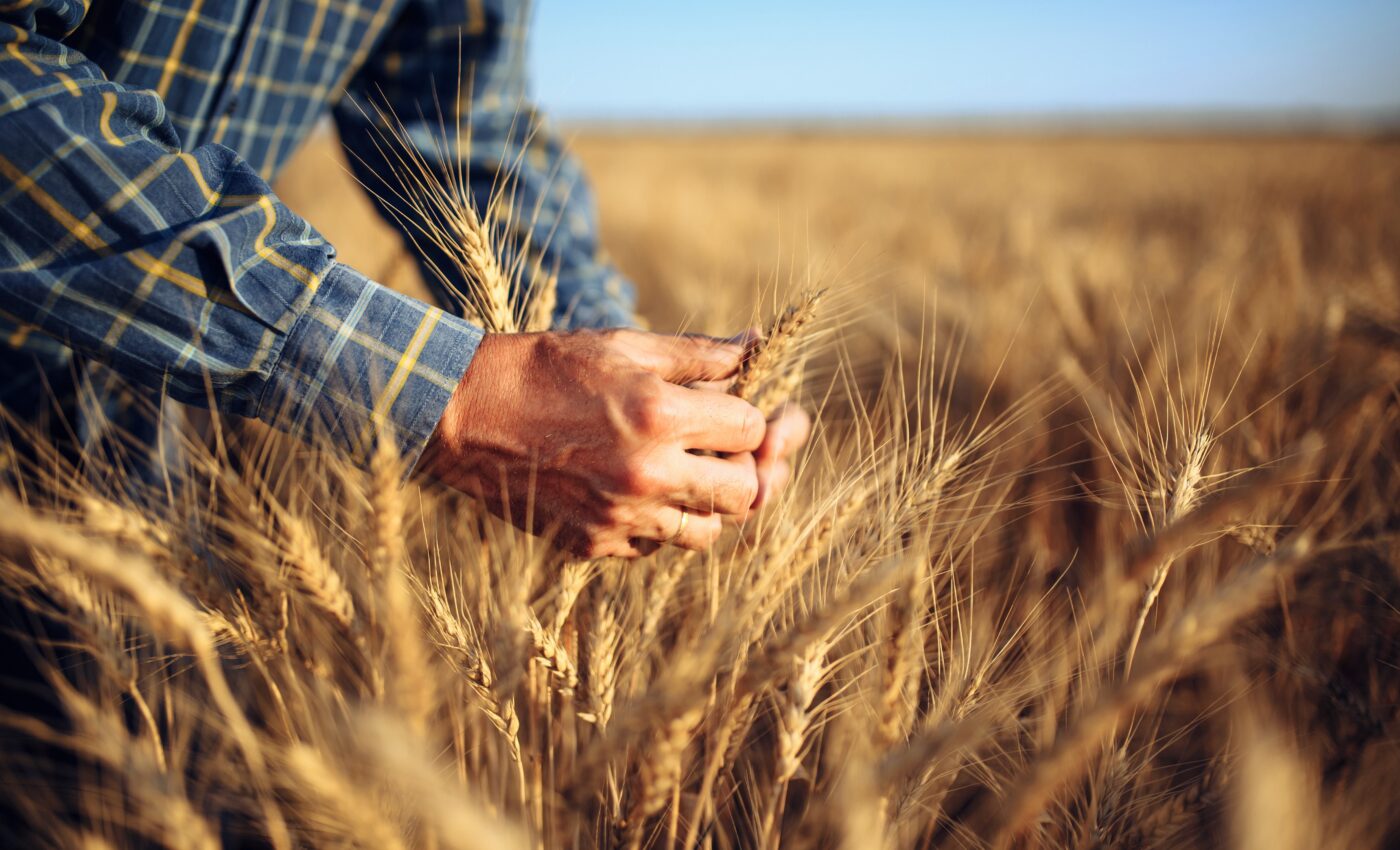 Project aims to improve plant growth and resilience