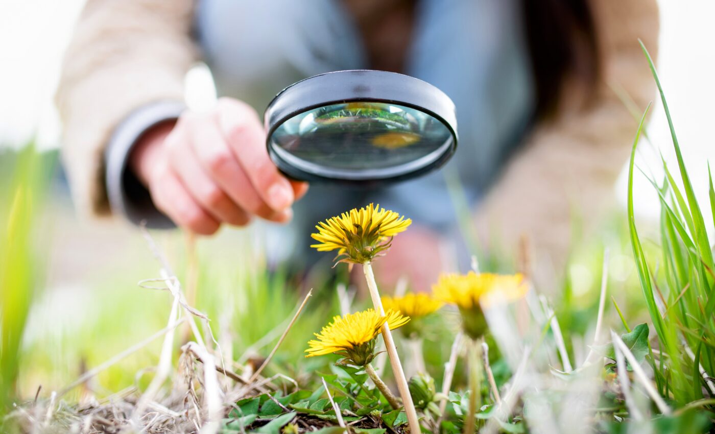 What did the first plants on Earth look like?