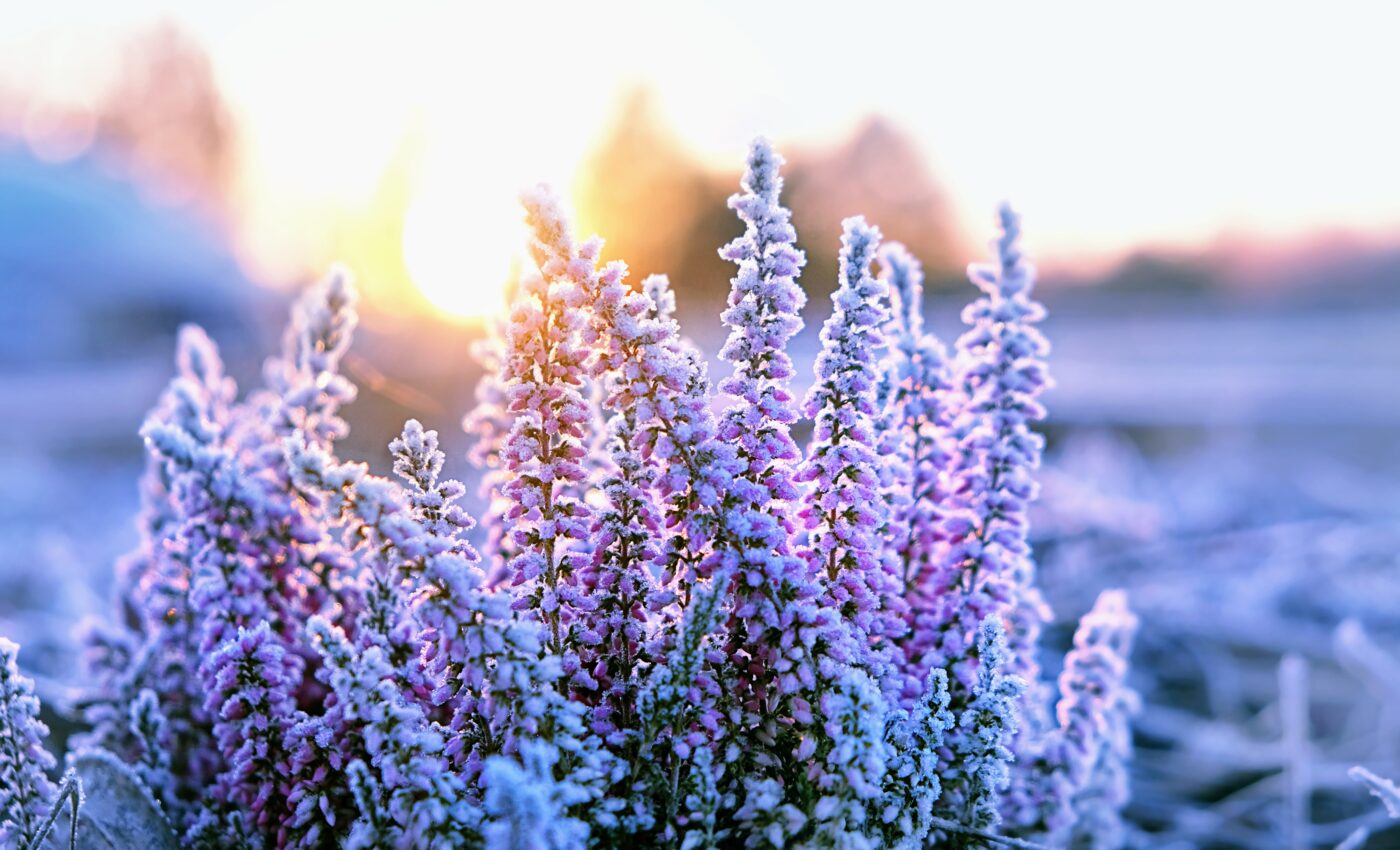 How do plants cope with cold mornings?