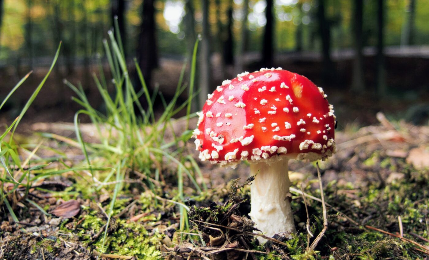 Scientists: All fungi matter, not just mushrooms