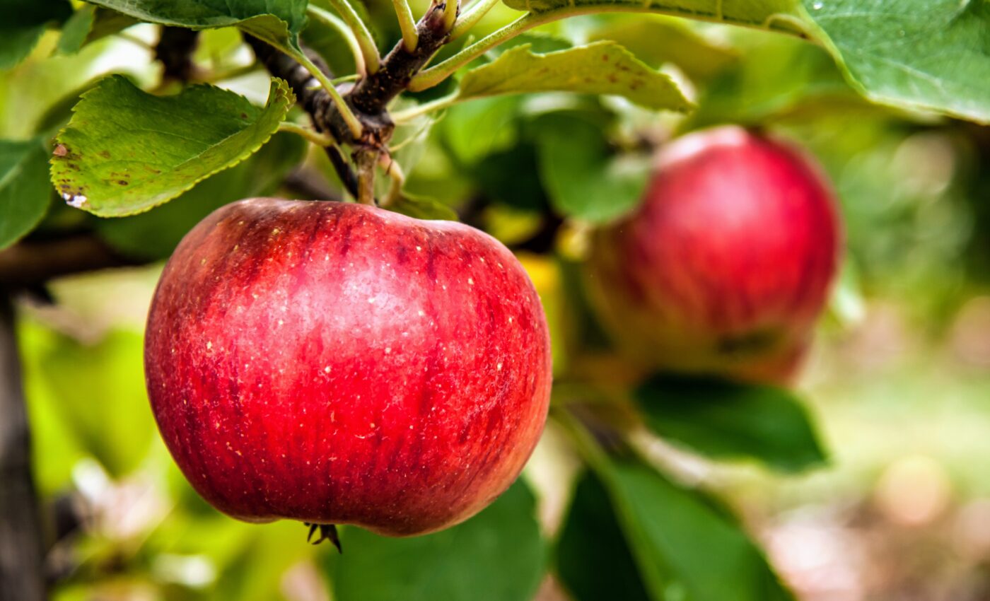New apple varieties can handle a hotter climate