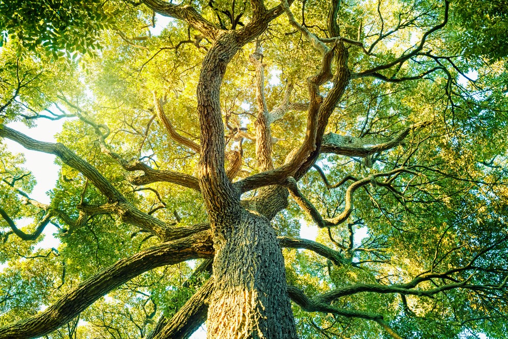 Tree species diversity shaped by climate change for 21,000 years