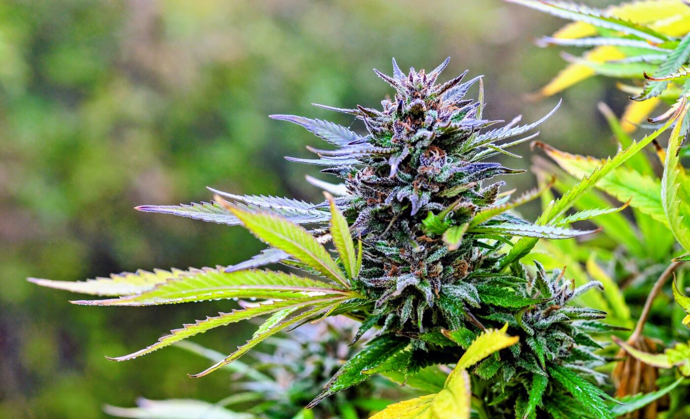 Even worms get the munchies from ingesting marijuana