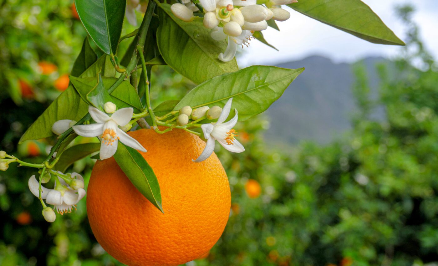 Nature’s chefs: new way of understanding species interactions