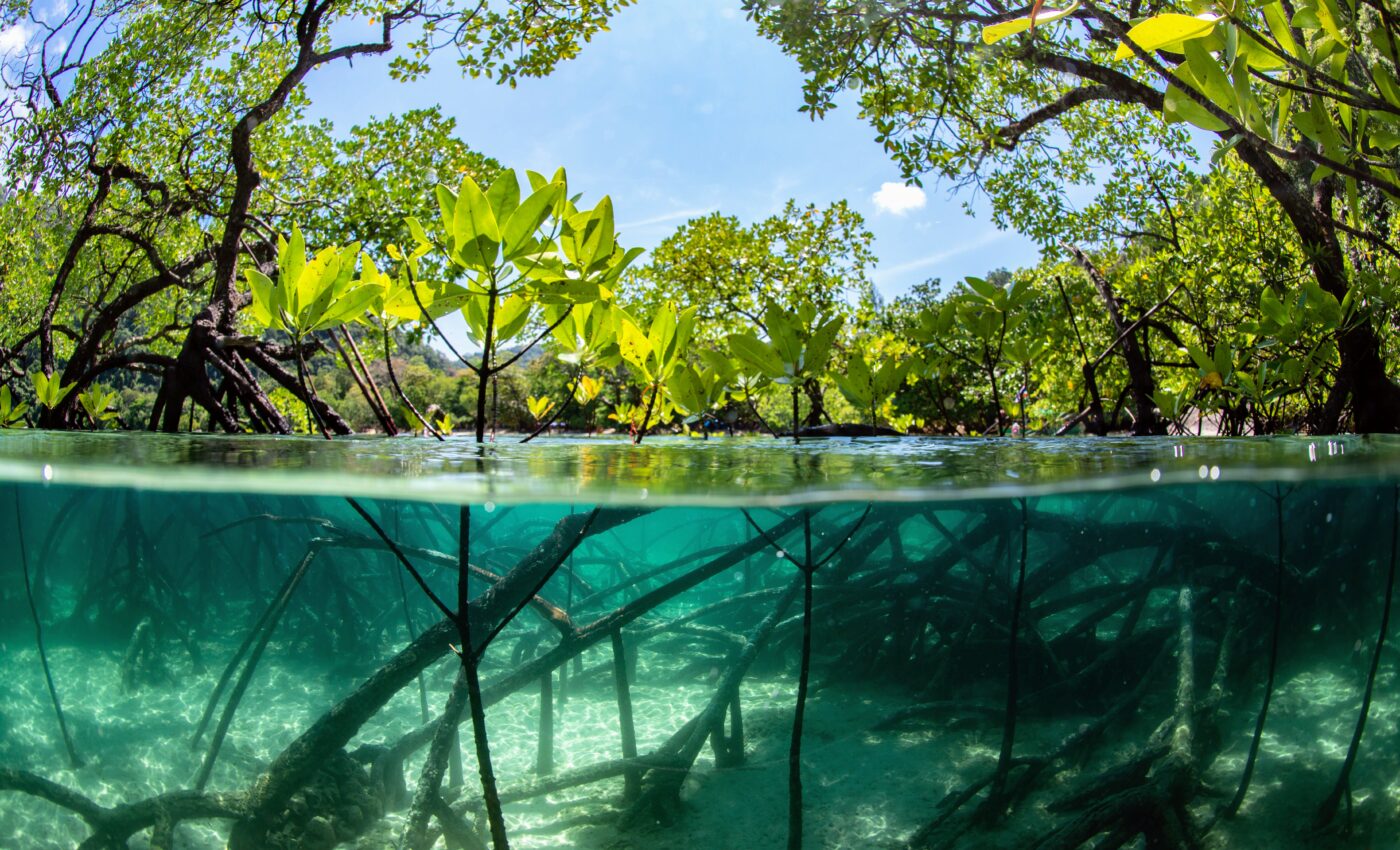 Machine learning could help save mangrove forests