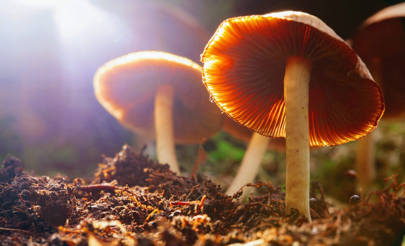 Scientists learn why psilocybin mushrooms make you hallucinate