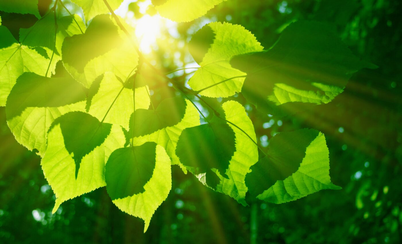Scientists have finally decoded the process of photosynthesis