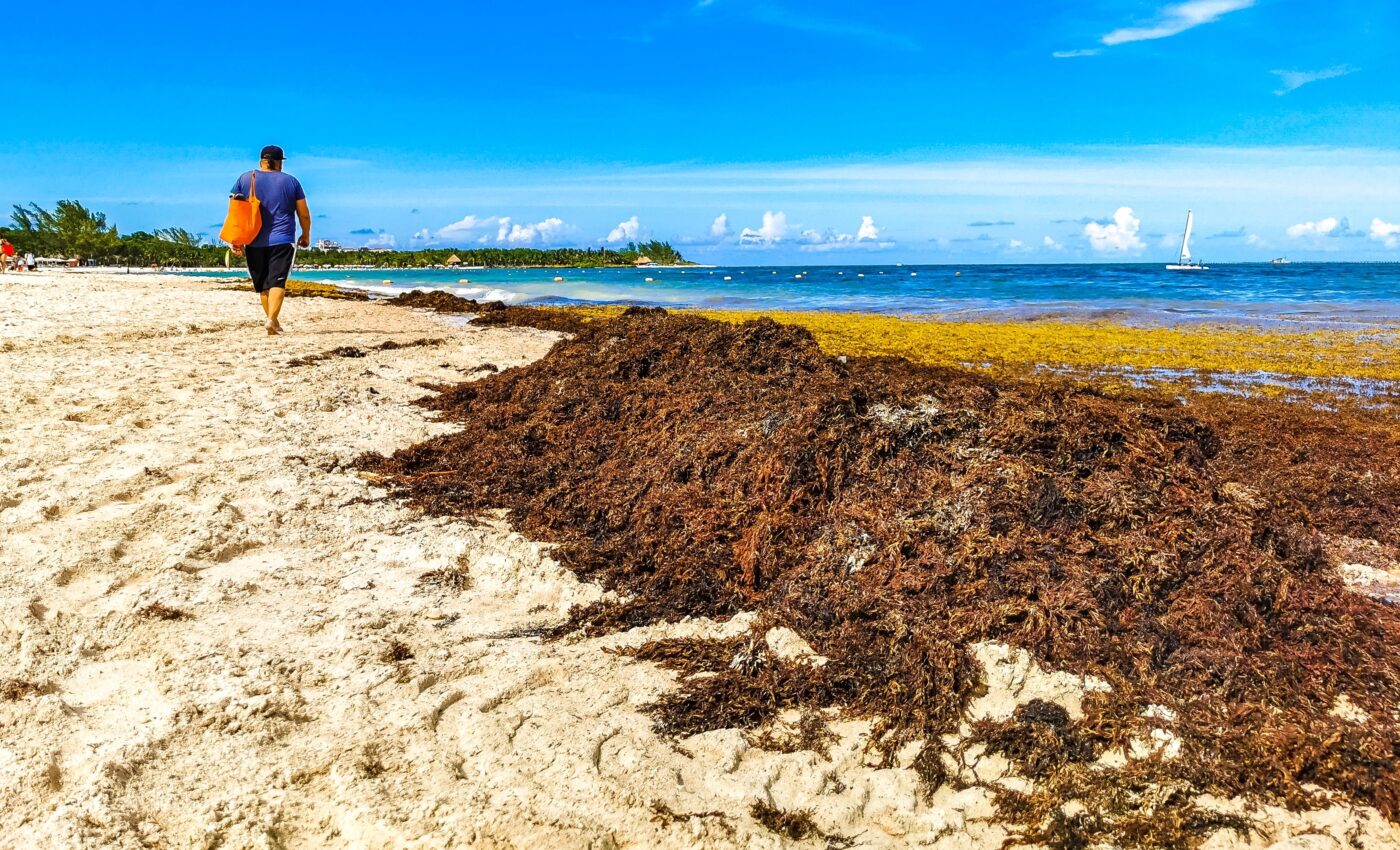 Thinking of a Florida beach vacation? Think again, unless you like sargassum seaweed