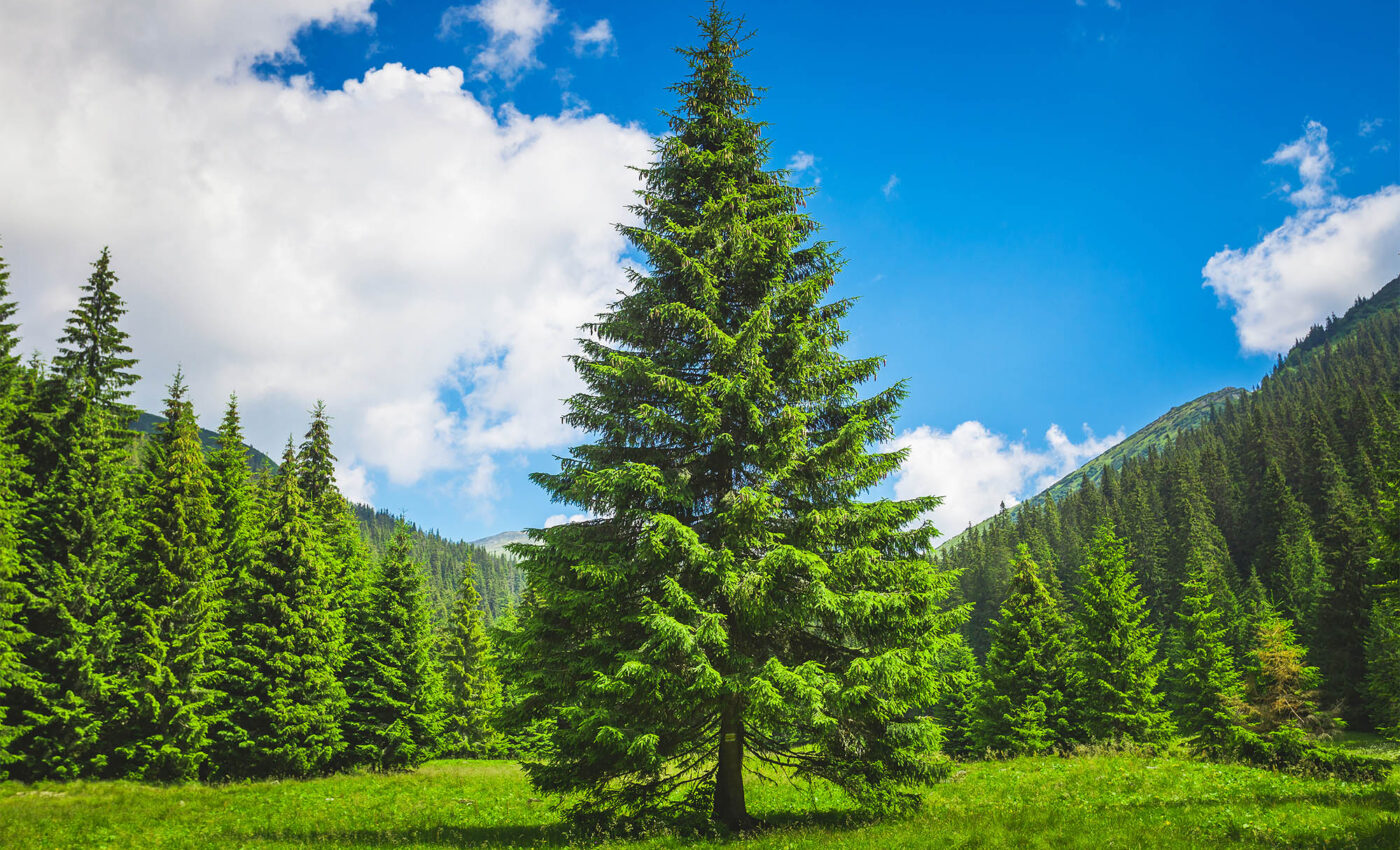 What gives pine trees that fresh scent?