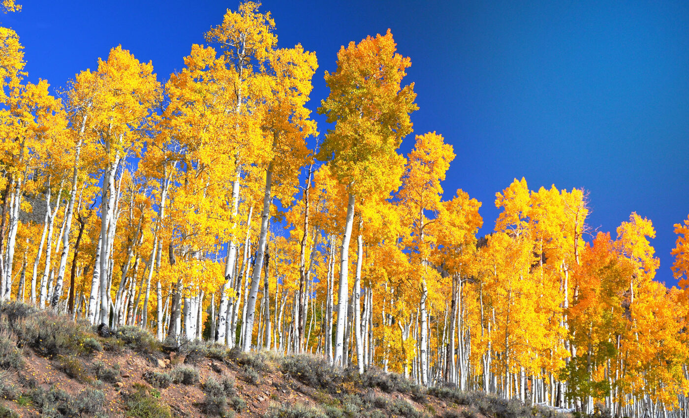 Listening to the largest and oldest tree on Earth – what does it have to say?