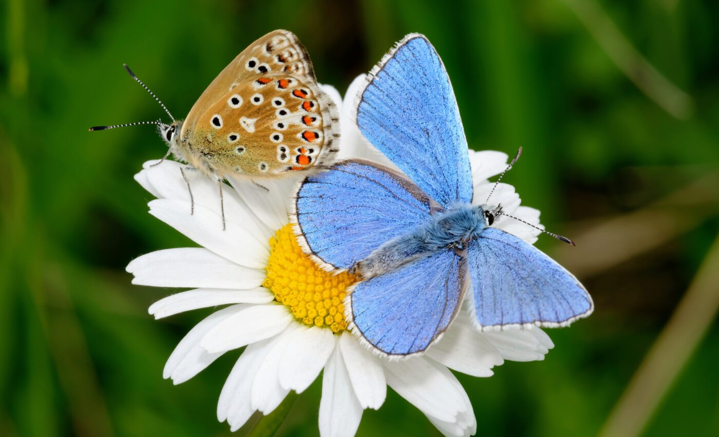 Scents of survival: How plant aromas shape insect diets