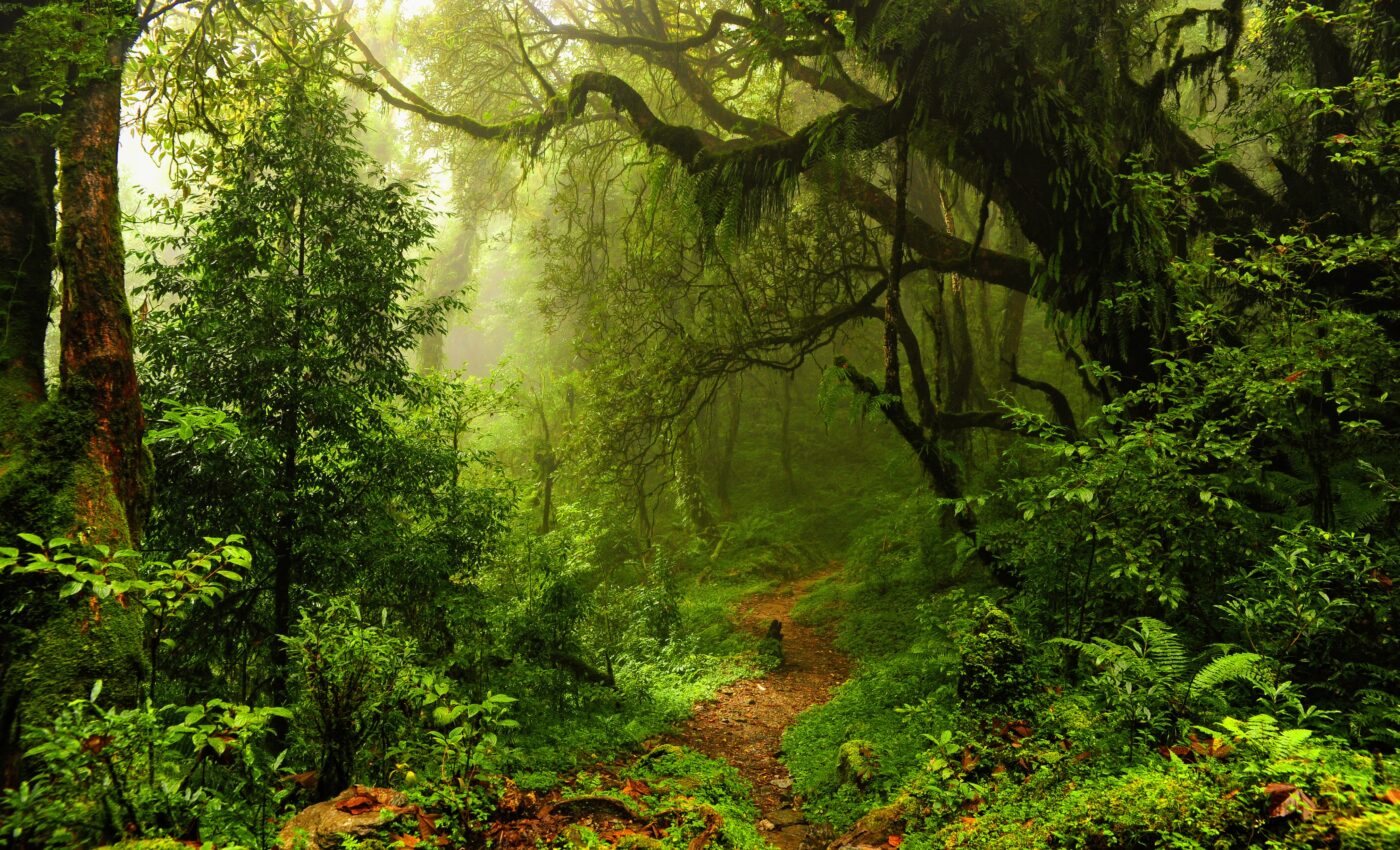 Tropical forests are losing their carbon storage capacity