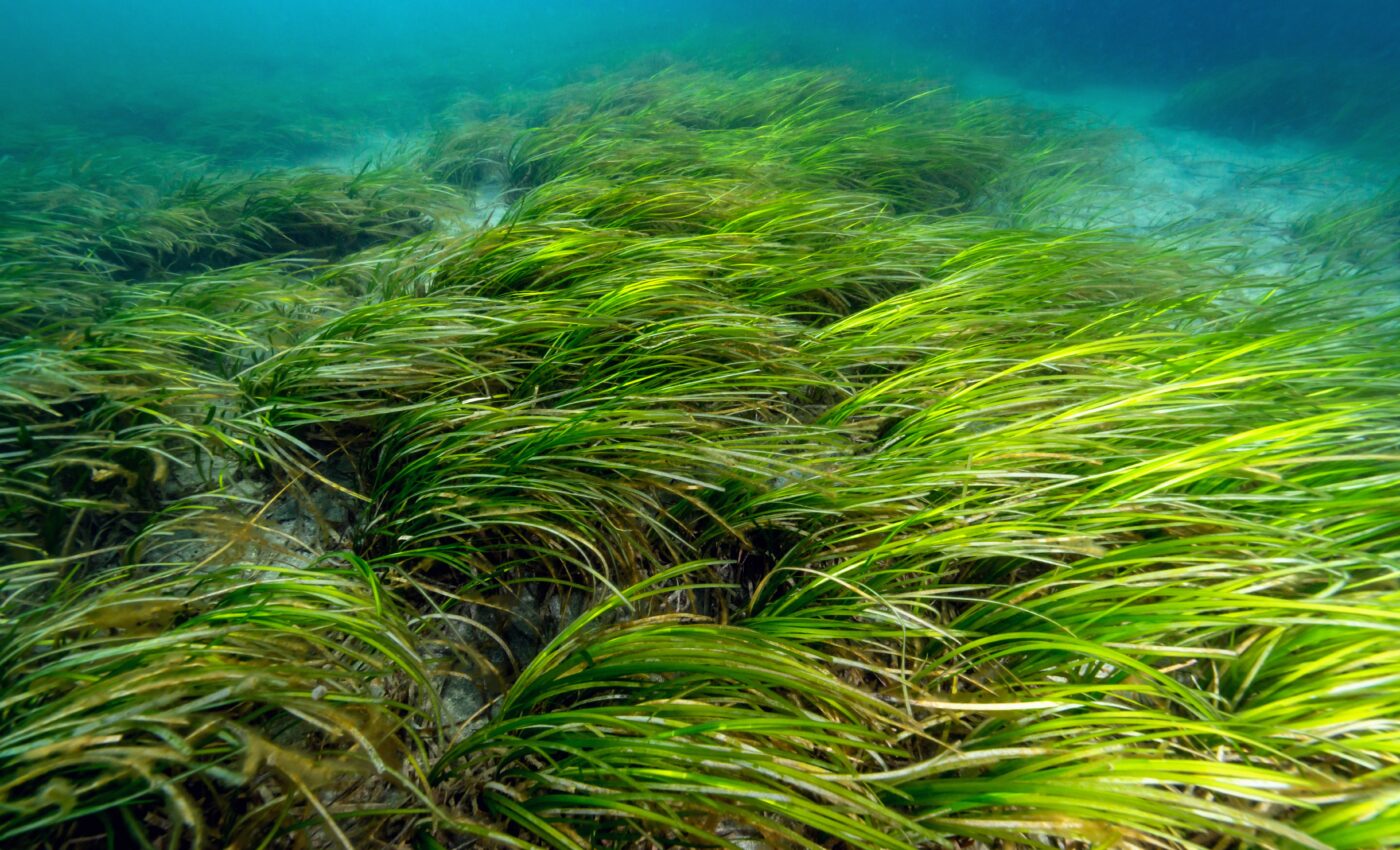 Eelgrass meadows are underestimated biodiversity hotspots