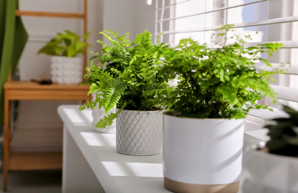 Indoor plants can quickly remove dangerous toxins from air