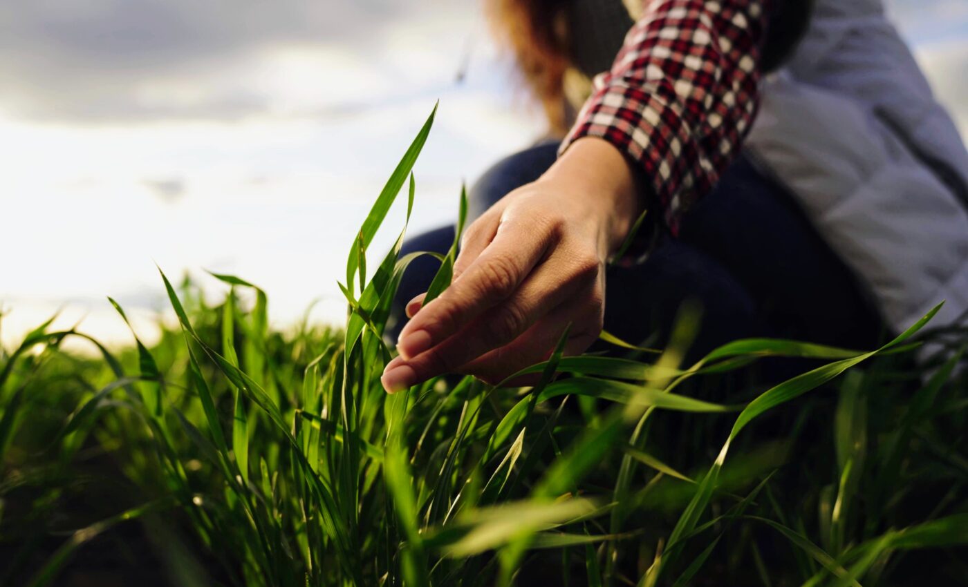 Record-breaking heat is threatening wheat and the global food supply