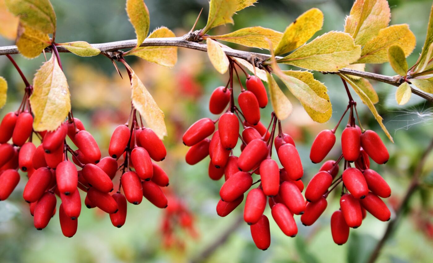 Berberine: Plant-derived supplement is the hot new weight loss trend