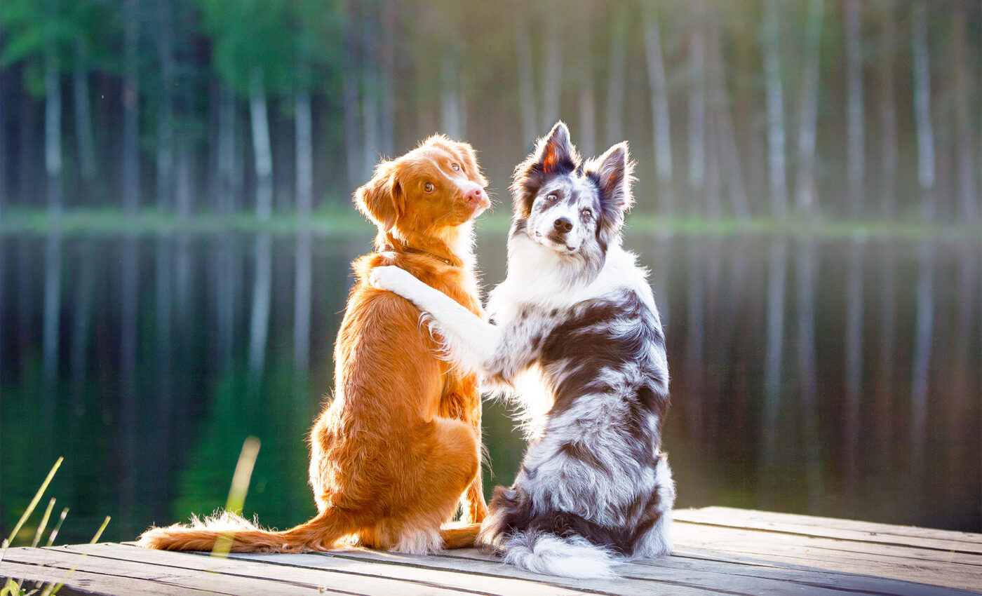 Dogs live longer and happier lives when they get to socialize often