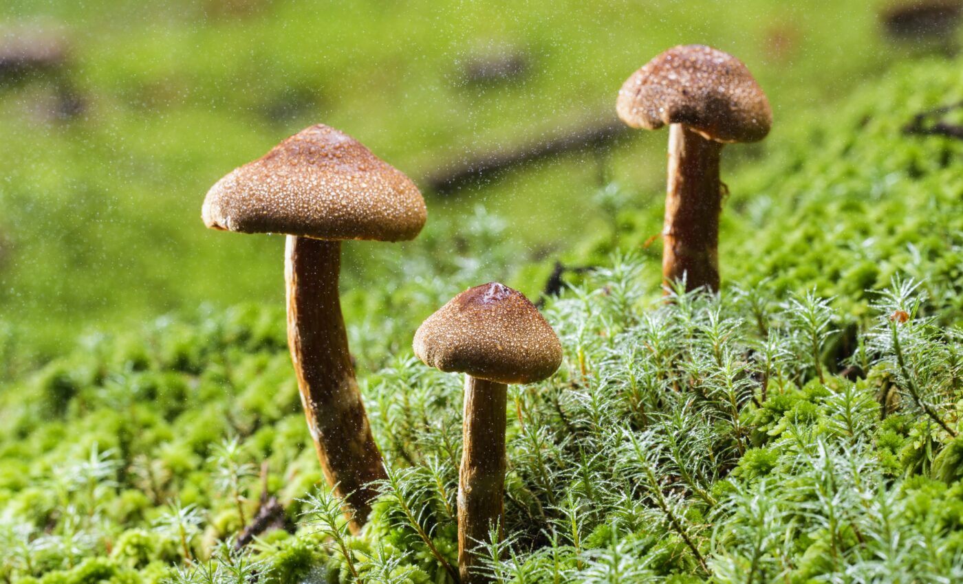 Hallucinogen use is on the rise among young adults