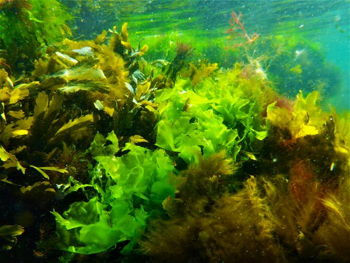 Biologists discover 20 new species of sea lettuce, a potential new food source