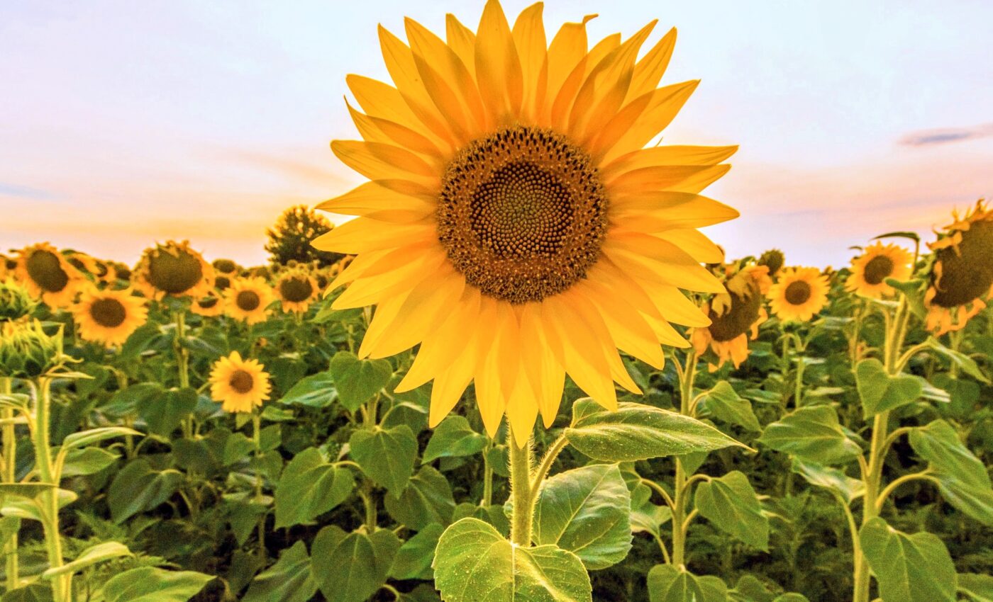 Fibonacci spirals: An unexpected twist in plant evolution