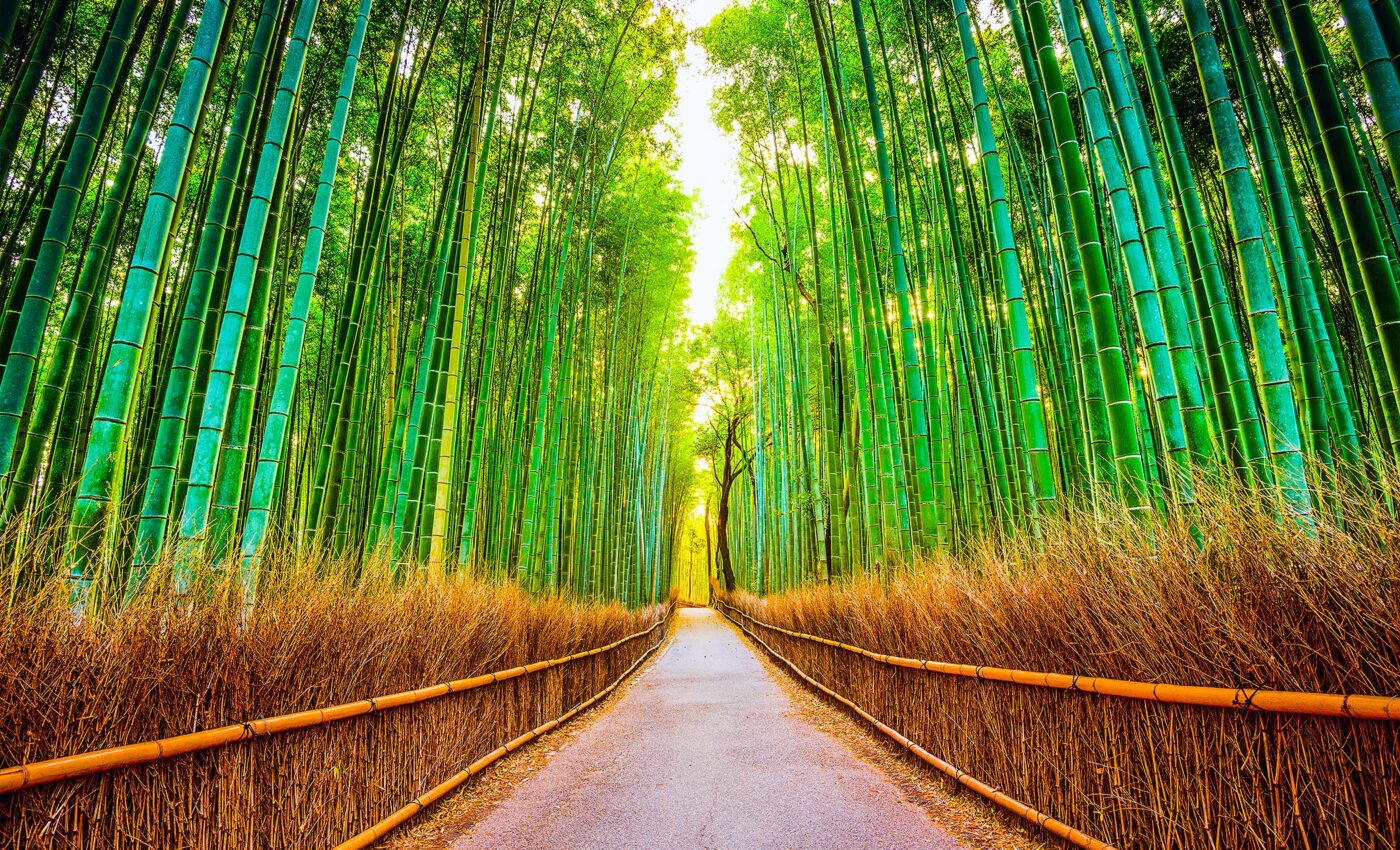 Bamboo plants shows great potential to become the next big renewable energy source