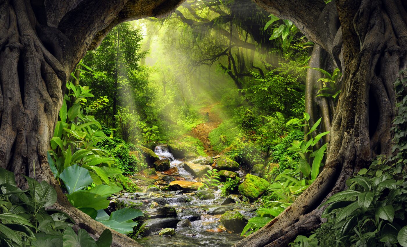 World Rainforest Day 2023: Conserve, Restore, Regenerate