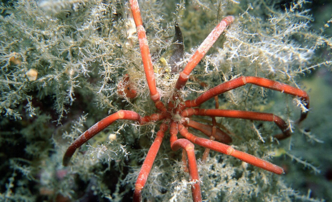 Deep-sea video captures giant sea spiders mating for the first time