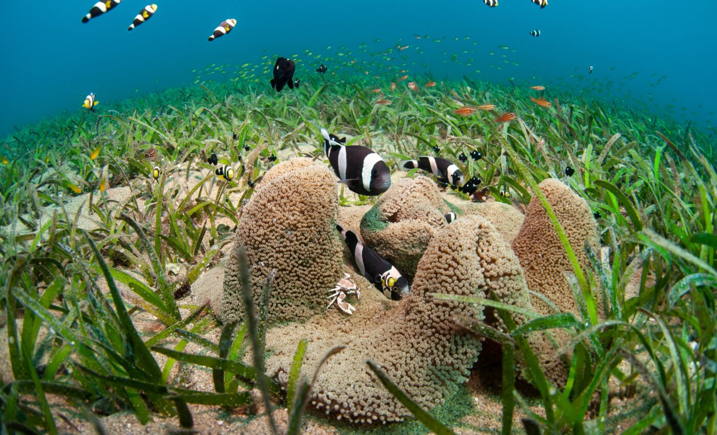 Seagrasses face an uncertain future due to climate change