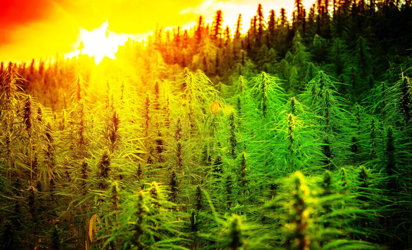 90% of cannabis farms are infected with a dangerous and deadly pathogen