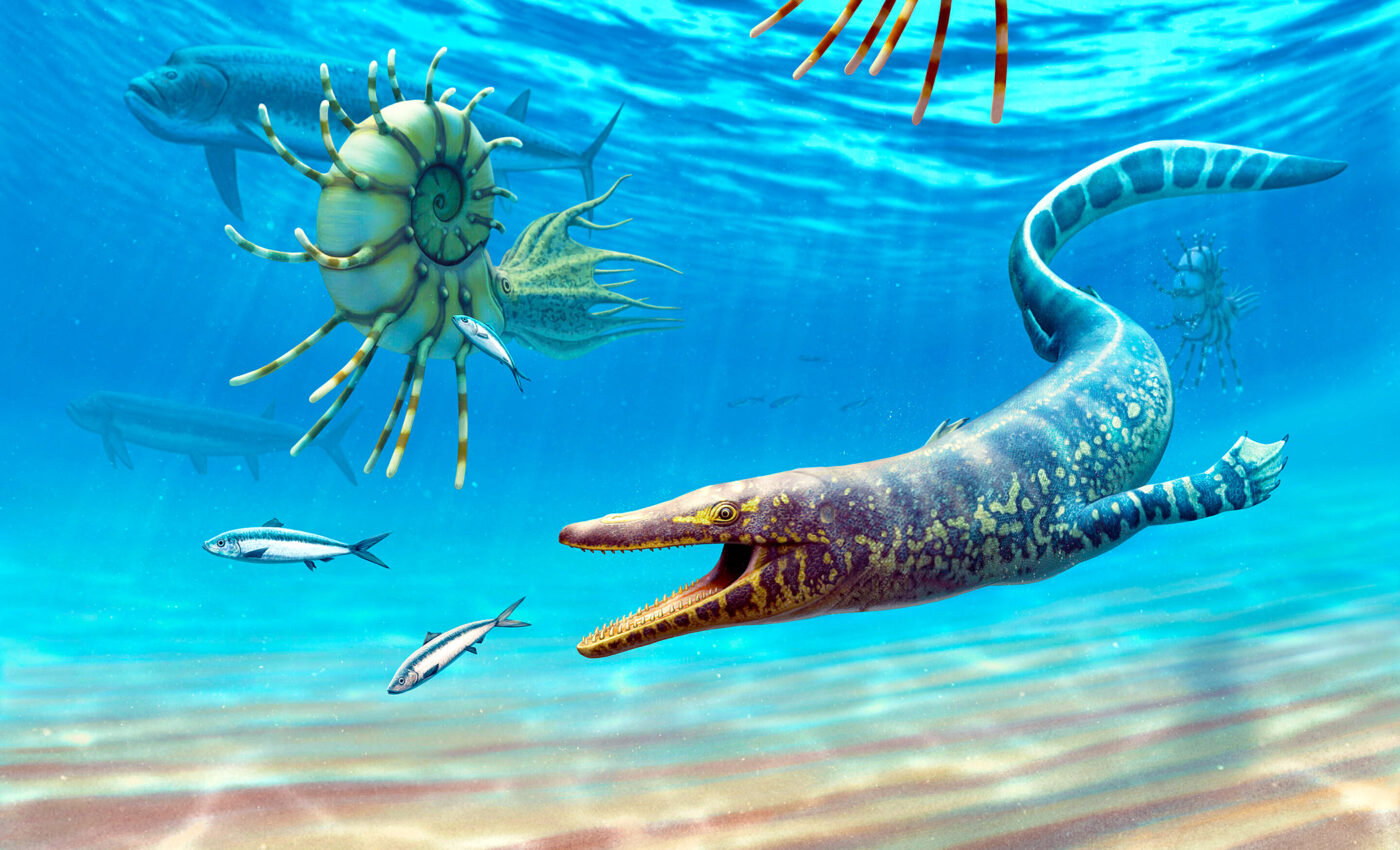 Sarabosaurus dahli: A newly discovered mosasaur species provides incredible evolutionary insights