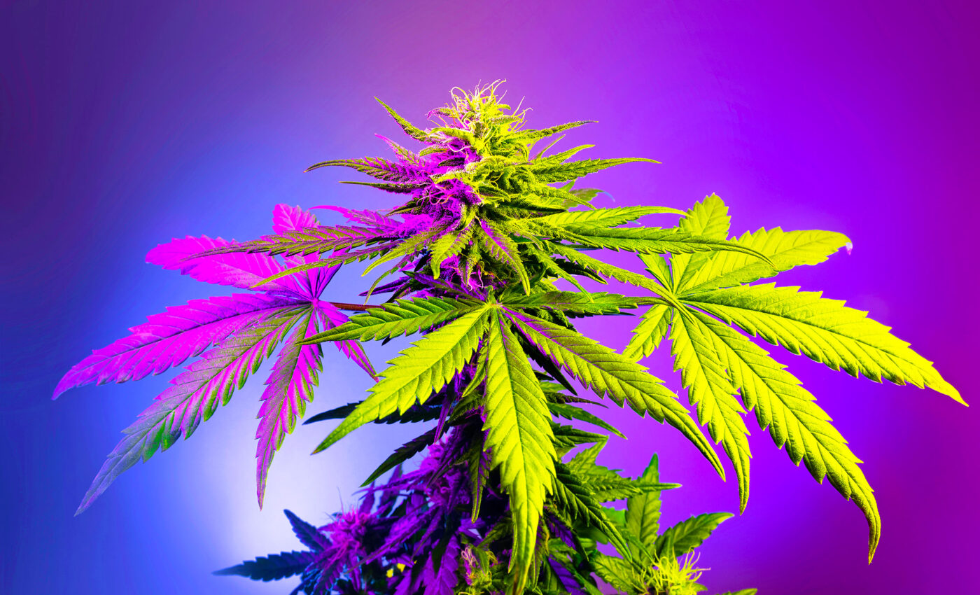 Cannabis abuse trends much higher in people who experienced childhood trauma