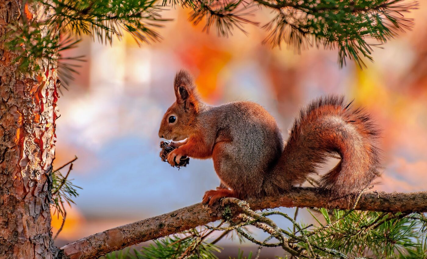 When it comes to seed survival, trees have friends and enemies in a process known as masting